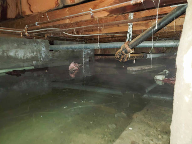 Best Water damage restoration cost  in Joseph City, AZ