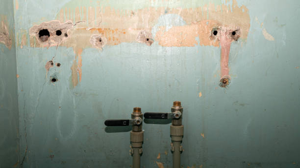 Best Mold removal after water damage  in Joseph City, AZ